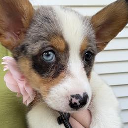 American Corgi and Pembroke Welsh Corgi Puppies from McGovern Family Corgis