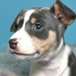 Elara...Tri blue female, 1 - Blue cream and white female Basenji puppy in Eugene, Oregon from Basenji Puppies
