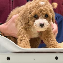 George - Parti male Maltipoo puppy in Charles City, Virginia from Historic triangle doodles Charles City, Virginia