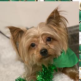 Channel - Yorkshire Terrier