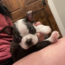 Boston Terrier Puppies from Bonze Boston Terriers