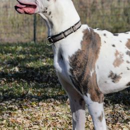 Bulldogs, Dachshunds, French Bulldogs, and Great Danes from Trumans Great Danes