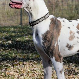 Bulldogs, Dachshunds, French Bulldogs, and Great Danes from Trumans Great Danes