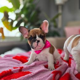 Boy 3 - Fawn and white male French Bulldog puppy in North Platte, Nebraska from Honey Hole Frenchies