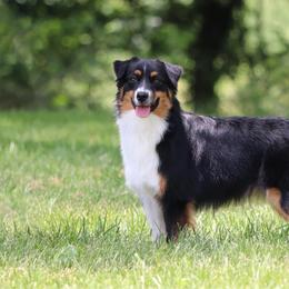 Opal - Miniature American Shepherd