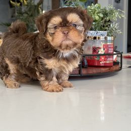 Gigi - Chocolate and tan female Shih Tzu puppy in Rockville Centre, New York from Magnolia Tzus