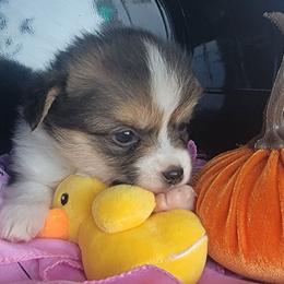 Pink bandana girl - Black and tan female Pembroke Welsh Corgi puppy in Cherokee, Oklahoma from MCS Farms-OK