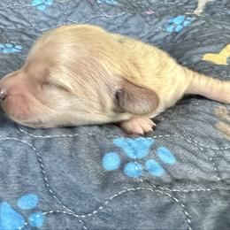 Olive- (Harp) - Cream female Dachshund puppy in Wolf Lake, Indiana from Canisteo Dachshunds