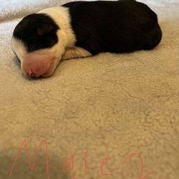 Boy 4 - Sporty Mix puppy in Lewisburg, Tennessee from Mid TN aussies