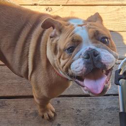 Gwen - Bulldog