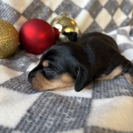 Big Bear - Black and tan male Dachshund puppy in San Rafael, California from Alexandra's Mini Doxies