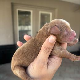 Dark Red Male - Red male Aussiedoodle puppy in Spring Hill, Florida from Pawprint Dreams Boarding and Kennel
