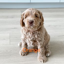 Boy 5 - Australian Labradoodle puppy in Kaysville, Utah from Utah Labradoodles