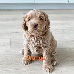 Boy 5 - Australian Labradoodle puppy in Kaysville, Utah from Utah Labradoodles