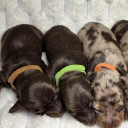 Chestnut -akc - Chocolate and tan male Dachshund puppy in Sacramento, California from Valentina's mini  AKC Dachshunds