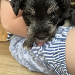 Miniature Schnauzer Puppies from Miles Family Schnauzers