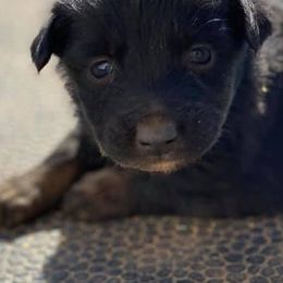 Australian Shepherd Puppies from 4-N Aussie