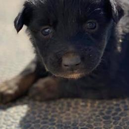 Australian Shepherd Puppies from 4-N Aussie