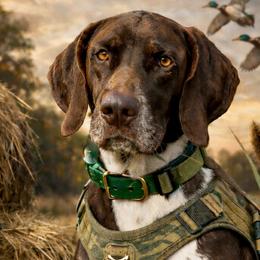 Chance - German Shorthaired Pointer