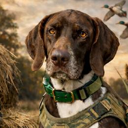 Chance - German Shorthaired Pointer