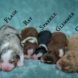 Miniature American Shepherd puppies from Impression Dogs