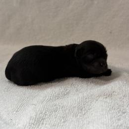 Rocky - Black male Mi-Ki puppy in Wales, Wisconsin from Phantastic Mi-kis