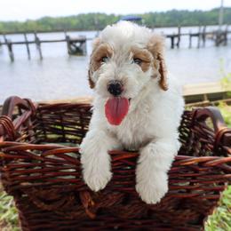Teal - Parti male Goldendoodle puppy in Summerton, South Carolina from Lake Marion Kennels