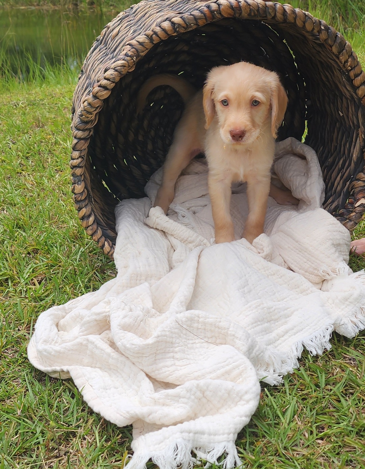 Labradoodle Puppies from Bollenberg Farm LLC