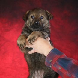 Phoenix - Sable female German Shepherd puppy in Augusta, West Virginia from Vom Haus Highlands