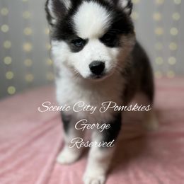 George - Black and white male Pomsky puppy in Rossville, Georgia from Scenic City Pomskies