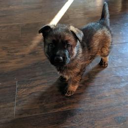 German Shepherd Puppies from Von De León German Shepherds
