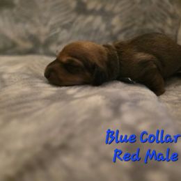 Blue Collar - Red Dachshund puppy in La Pine, Oregon from RoseDox Dachshunds