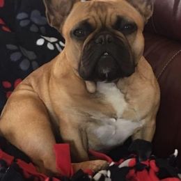 French Bulldogs from Sunfire French Bulldogs