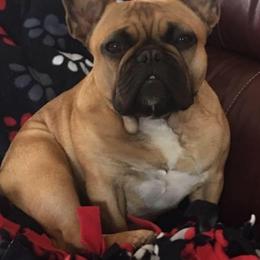 French Bulldogs from Sunfire French Bulldogs