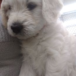 Goldendoodle Puppies from SuperDog Doodles