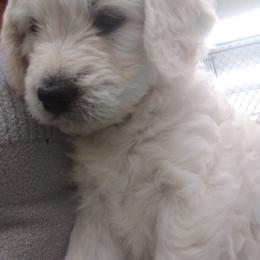 Goldendoodle Puppies from SuperDog Doodles