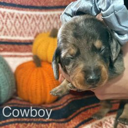 Boy 5 - Dapple male Dachshund puppy in Sheridan, Wyoming from Scottland Ranch Dachshunds