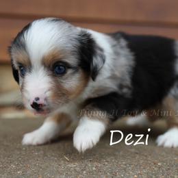 Dezi - Blue merle female Toy Australian Shepherd puppy in Godley, Texas from Flying H Toy and Mini Aussies