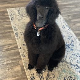 Poodle Puppies from Stunningly Sweet Standards