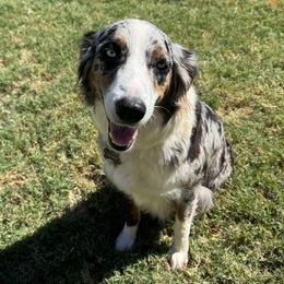 Storm - Australian Shepherd