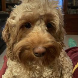 Khaleesi - Cockapoo