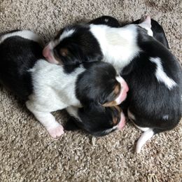 Girl 2 - Tri-colored female Treeing Walker Coonhound puppy in Vermontville, Michigan from Stackem Up Kennel