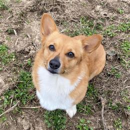 Pembroke Welsh Corgis from Rockhouse Hollow Corgis