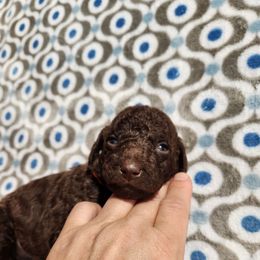 Koda - Brown male Poodle puppy in Spartanburg, South Carolina from Taya's Pups