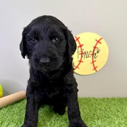 Finch - Black female Labradoodle puppy in Adams, Nebraska from Boxcar Doodles and Poodles