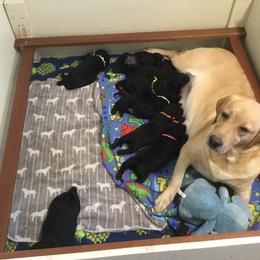 Labrador Retriever Puppies from Artesian Labradors