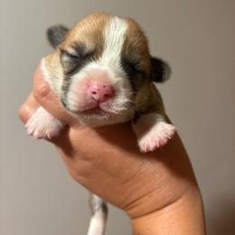 Tater - Red male Pembroke Welsh Corgi puppy in Delton, Michigan from CorGizmo