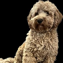 Max - Australian Labradoodle