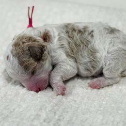 Poodle puppies from Yellow Dog Farm
