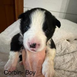 Corbin - Black and white male Border Collie puppy in Lakeview, Michigan from Haven Creek Farm